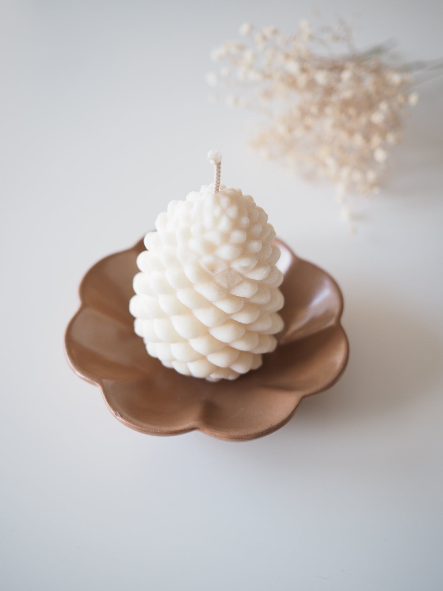 Paquerette